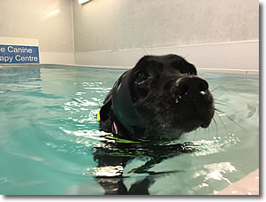 Cherrytree Canine  Hydrotherapy Kent -  Gallery 14